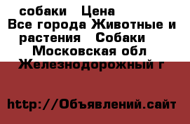 собаки › Цена ­ 2 500 - Все города Животные и растения » Собаки   . Московская обл.,Железнодорожный г.